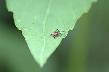 Zecke auf Blatt